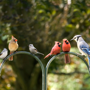 Birds Bellow Melodic Ballads