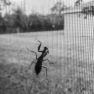 Act A Fool (feat. Papo)