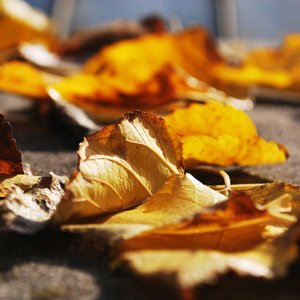 Leaf