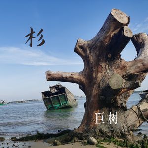 杉:巨树