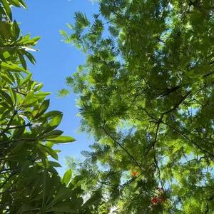 云南摇  (云南三十二步)