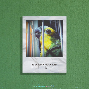 Papagaio