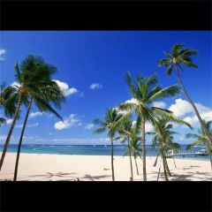 那一段被现实弄脏的爱情 (DJ版)