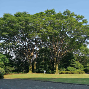 世界一美しいもの (feat. ミナキッシュ)