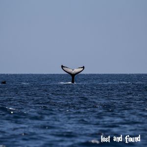 lost and found（鲸）