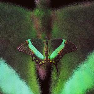 {免费伴奏}鳞粉