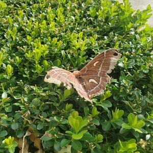 buzzing (feat. NandoInTheBando)