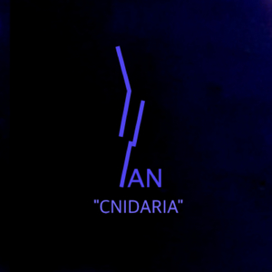 Cnidaria