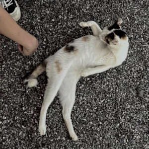 เทาหรือเปล่อ เธอหรือเปล่า (sped up)