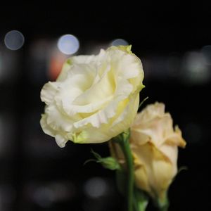 所有我们看不见的光