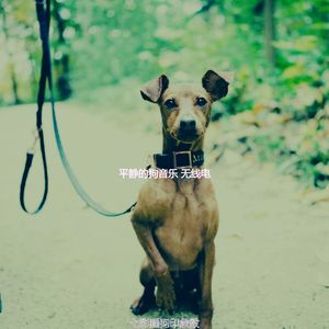 诗意的可爱的狗节奏