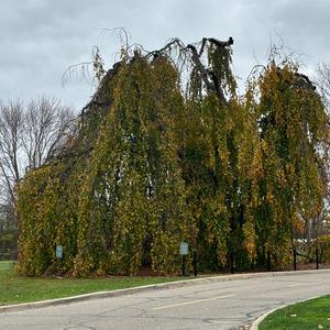 thinking about you (feat. wisssery)