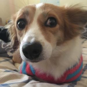 心做しGuitar.ver（翻自 GUMI）