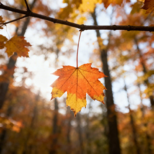我把想念说给风听