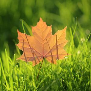 A leaf boat