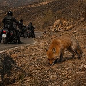 ΤΗΣ ΑΛΕΠΟΥΣ