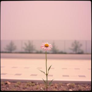 বৃথা প্রেম (Wasted Love) by @adrenalinefueledcrooners4357