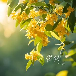 随风飘远的枫叶