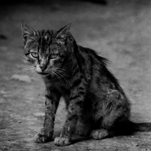 听说（Live）(翻自 斑马森林)