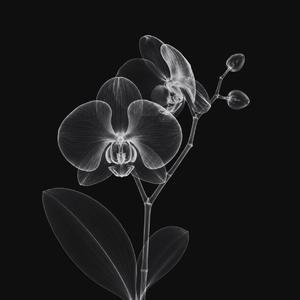 orchid