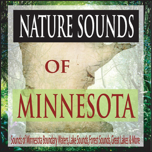 Greater Loon Sounds of the North Shore