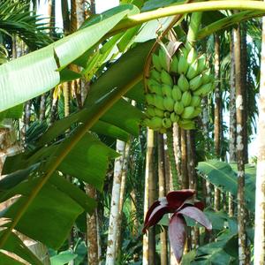 Plantains (feat. Garrick Woods, Rebekka Lopez & Hank Van Koningsveld)