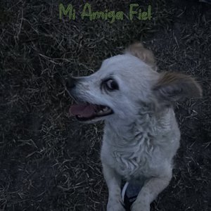 Mi Amiga Fiel