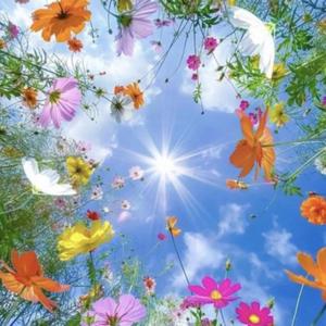 song to bro (temple run)