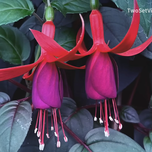 我们之间 (TwoSet Violin)