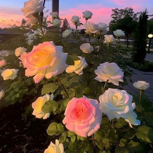 【Free】‘flower’