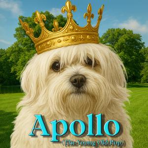 Apollo (The Young Old Pup)