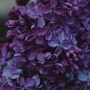 Lagerstroemia Purple