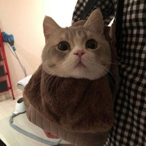 梦里寻你千百度