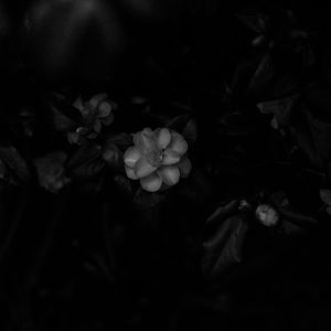 迷途之蕊