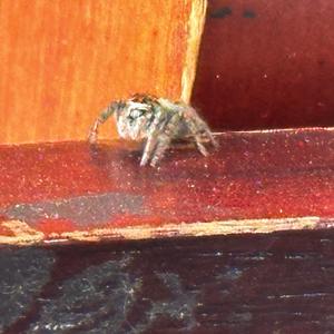 没事的（NotHinG cAn kILL uS）