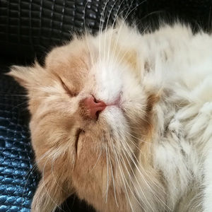 Furry Purrfection Relaxing Rhythms