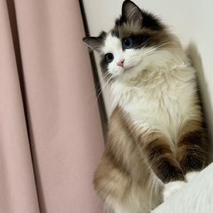 怕依赖与失新鲜