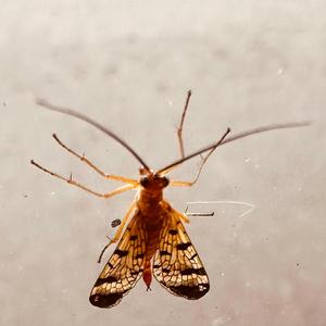 Sometimes (feat. Panic Unknown!? & Wednesday's Restless)