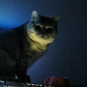 莫妮卡(cover柳爽）