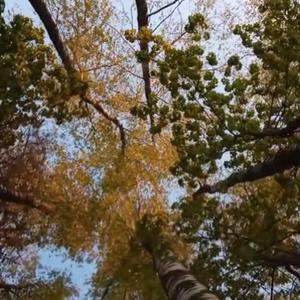 Muérdago (By Carlos)