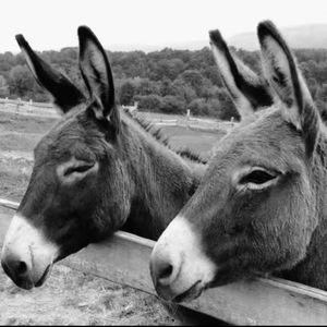 毛驴freestyle（prod.Xouns）