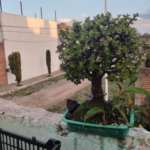 Quiero Vivir Para Ti