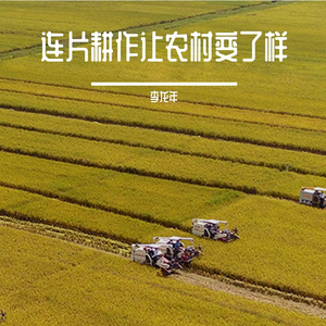 连片耕作让农村变了样