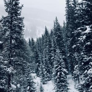 Stopping by Woods on a Snowy Evening (feat. Reggii)