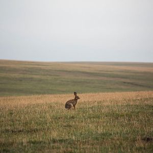 Вышел заяц на крыльцо