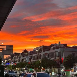 山茶花读不懂白玫瑰 （热播）