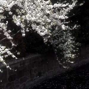 四点的海棠花未眠（女声）