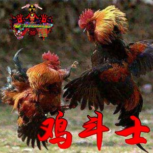 鸡斗士