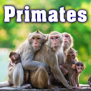 Spider Monkey Vocalizing