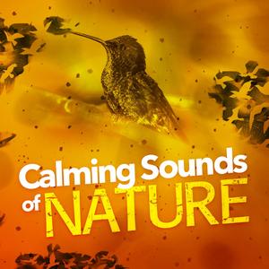 Bird Life Behind the Barn